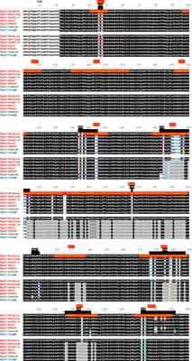 B-Cell Epitope Mapping of TprC and TprD Variants of Treponema pallidum Subspecies Informs Vaccine Development for Human Treponematoses